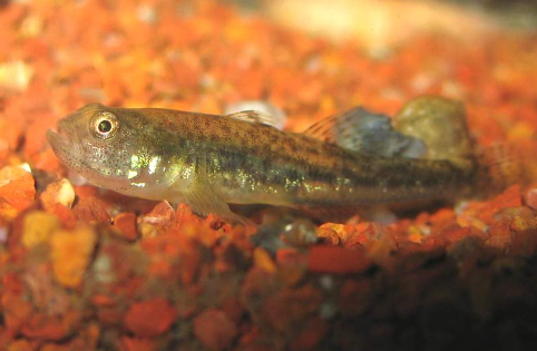 Foto - Boğazlardan 'Hayatta geçemez' deniliyordu, Samsun’da tespit edildi! İmkansız keşif