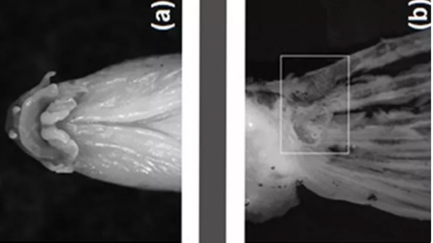 Boğazlardan 'Hayatta geçemez' deniliyordu, Samsun’da tespit edildi! İmkansız keşif