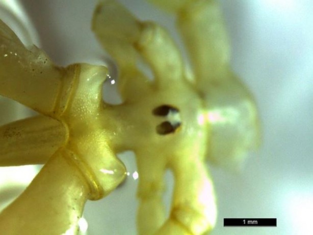 Boks eldivenine benzeyen ilginç yaratık! Dünyada ilk kez görüldü: Denizin 500 metre altından çıkarıldı