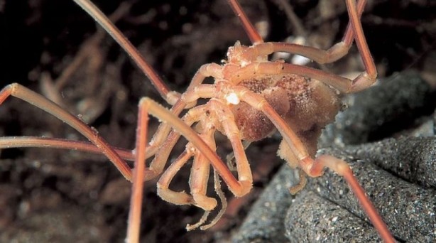 Foto - Boks eldivenine benzeyen ilginç yaratık! Dünyada ilk kez görüldü: Denizin 500 metre altından çıkarıldı