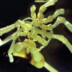 Foto - Boks eldivenine benzeyen ilginç yaratık! Dünyada ilk kez görüldü: Denizin 500 metre altından çıkarıldı