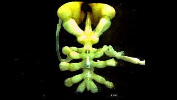 Foto - Boks eldivenine benzeyen ilginç yaratık! Dünyada ilk kez görüldü: Denizin 500 metre altından çıkarıldı