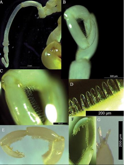 Foto - Boks eldivenine benzeyen ilginç yaratık! Dünyada ilk kez görüldü: Denizin 500 metre altından çıkarıldı