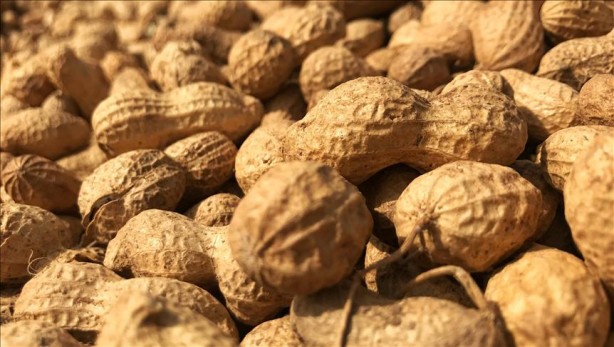 Foto - Bol bol fıstık yemek için 7 neden! Kilo bile verdiriyor