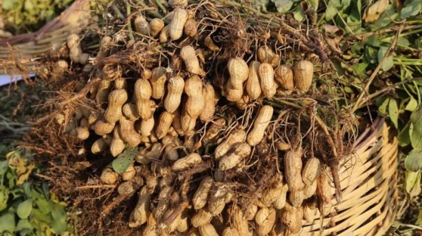 Foto - Bol bol fıstık yemek için 7 neden! Kilo bile verdiriyor