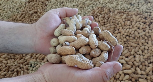 Foto - Bol bol fıstık yemek için 7 neden! Kilo bile verdiriyor