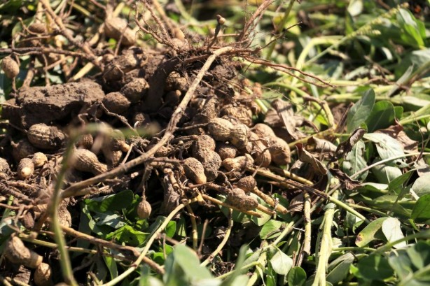 Foto - Bol bol fıstık yemek için 7 neden! Kilo bile verdiriyor