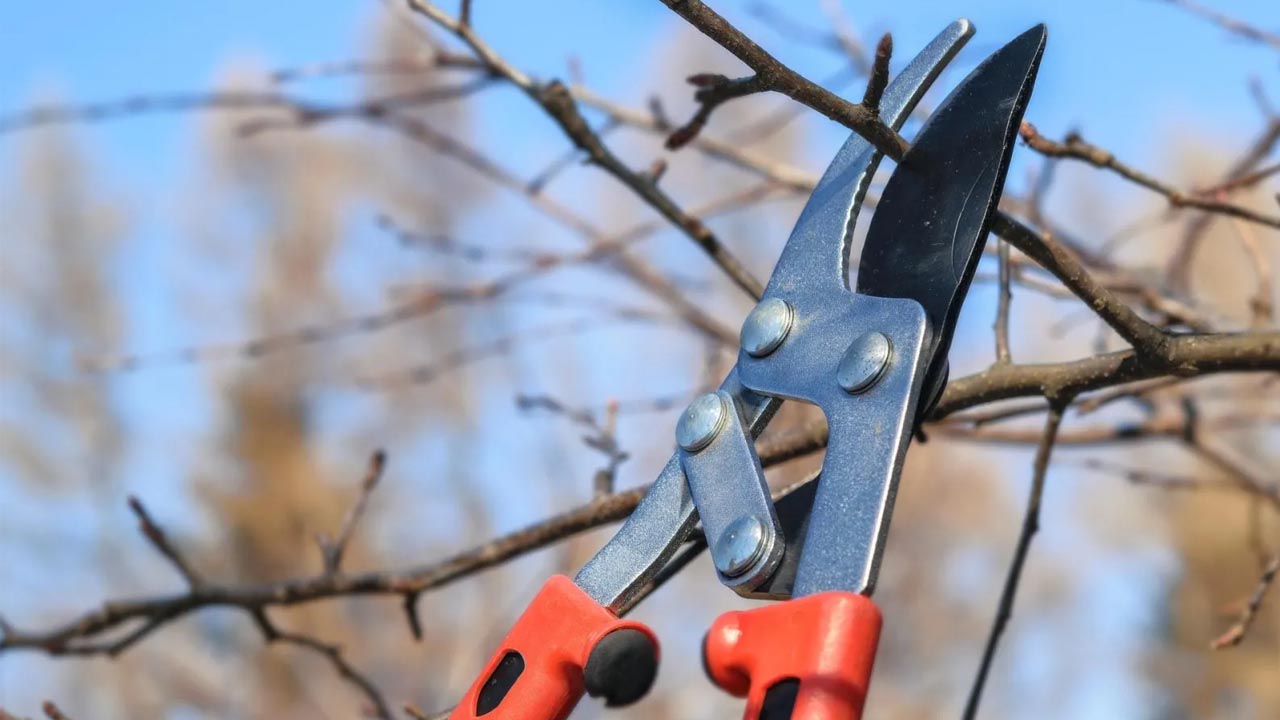 Foto - Bol bol meyve ve çiçek veriyor! İşte Ocak ayında budanması gereken bitkiler