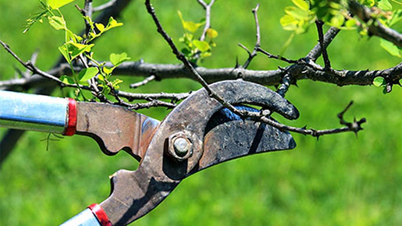 Bol bol meyve ve çiçek veriyor! İşte Ocak ayında budanması gereken bitkiler
