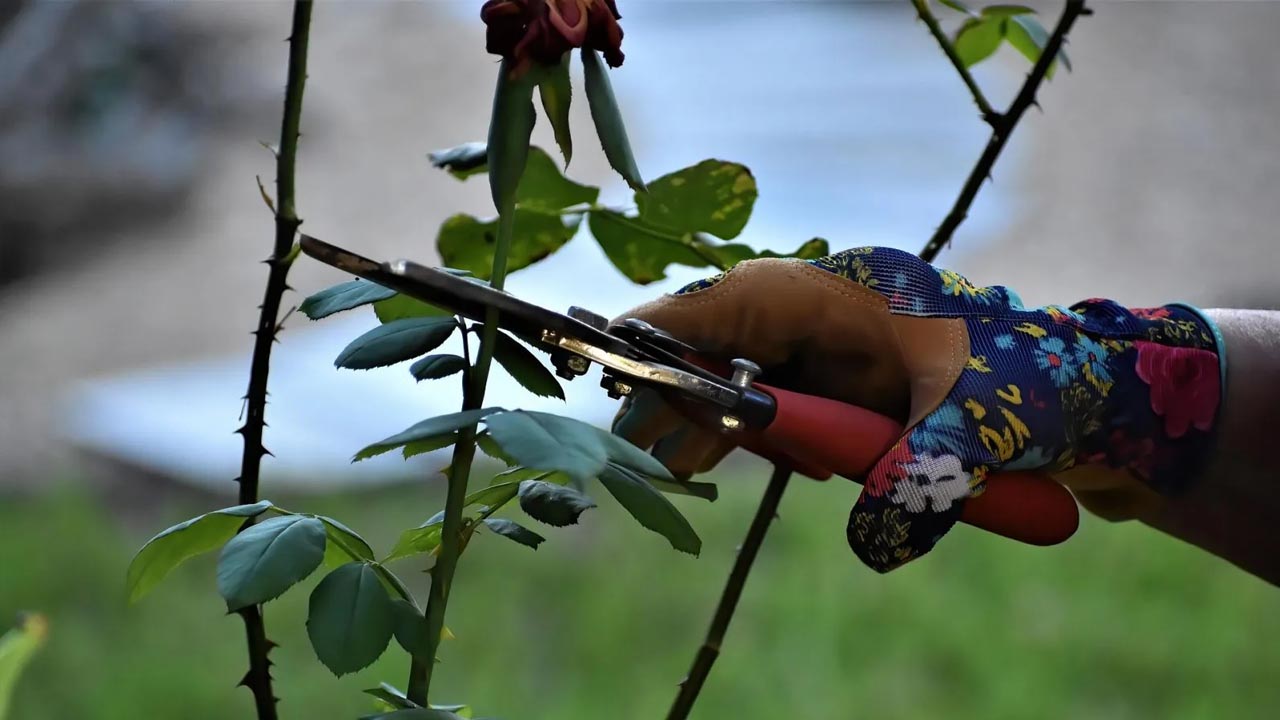 Foto - Bol bol meyve ve çiçek veriyor! İşte Ocak ayında budanması gereken bitkiler