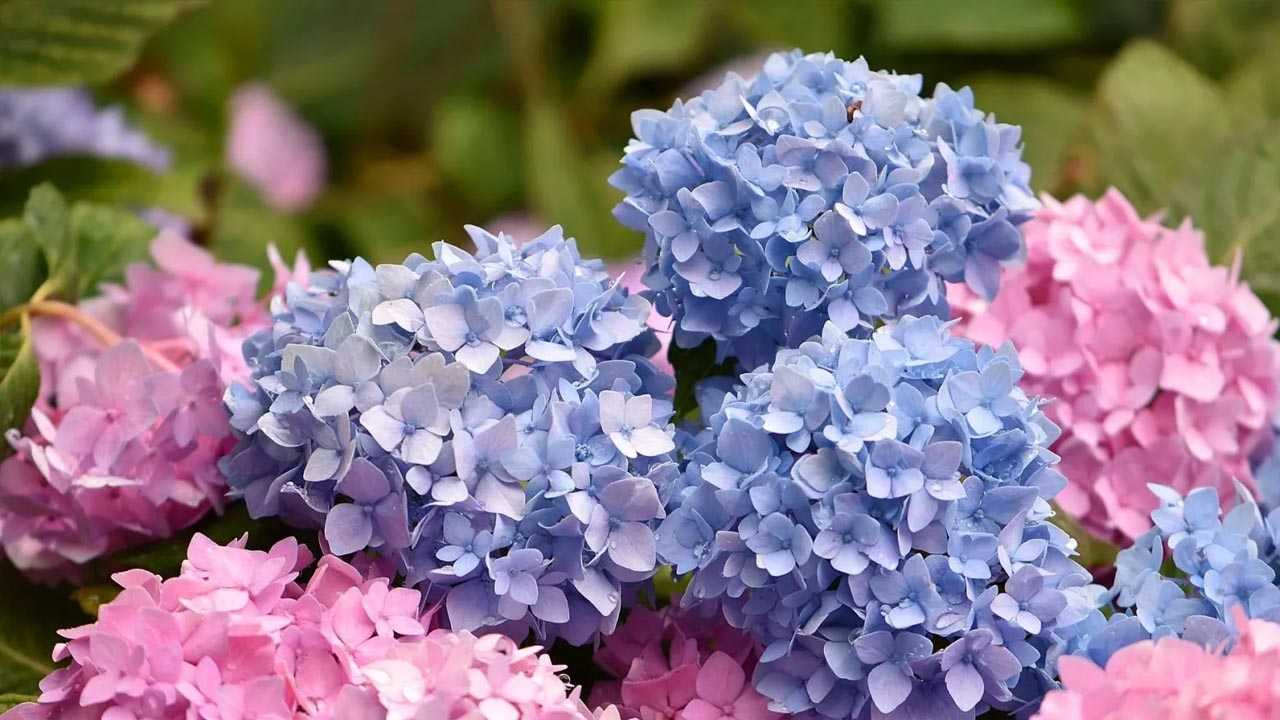 Foto - Bol bol meyve ve çiçek veriyor! İşte Ocak ayında budanması gereken bitkiler