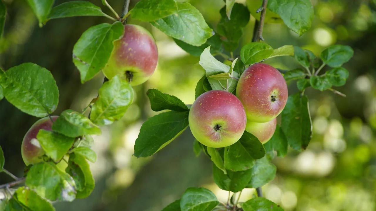 Foto - Bol bol meyve ve çiçek veriyor! İşte Ocak ayında budanması gereken bitkiler
