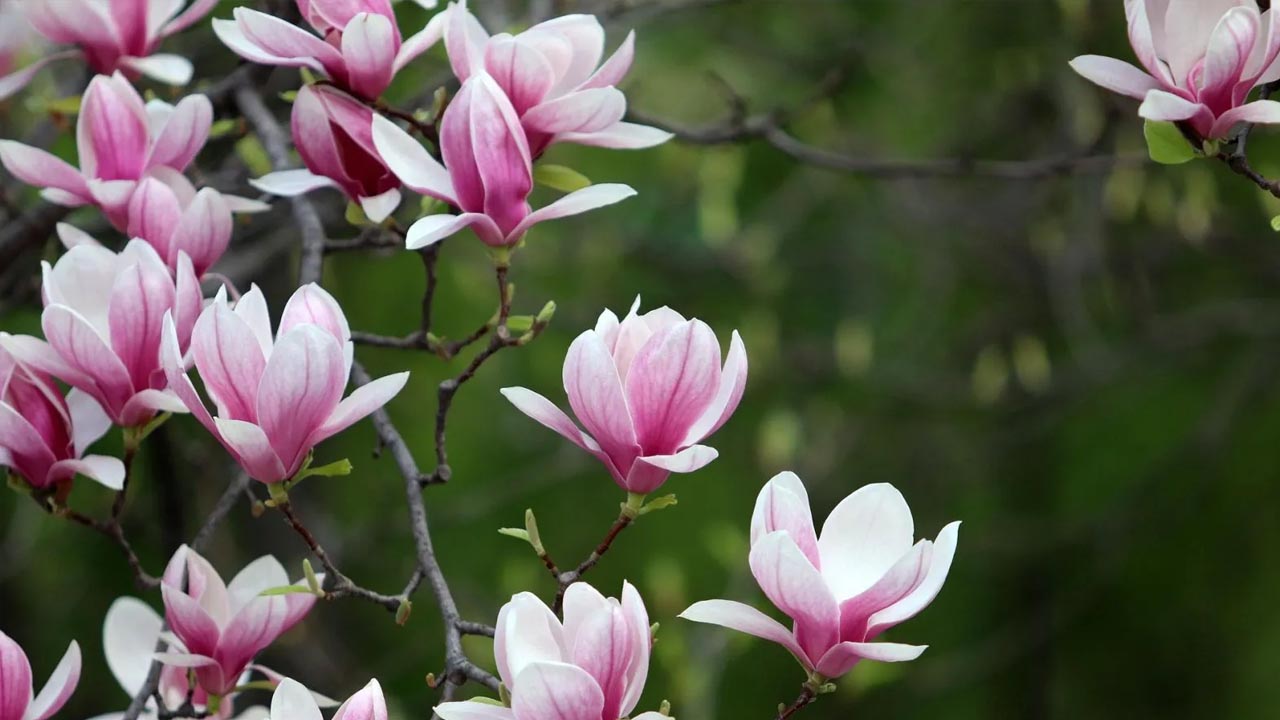 Foto - Bol bol meyve ve çiçek veriyor! İşte Ocak ayında budanması gereken bitkiler