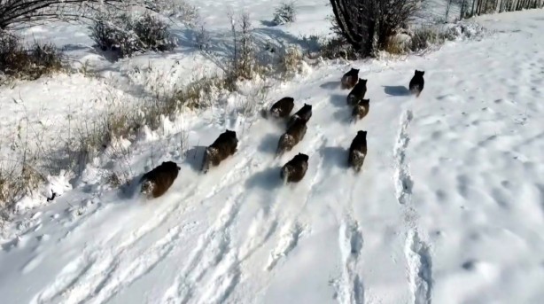 Foto - Bölge halkı dert yanıyordu! Erzincan'da görüntülendiler