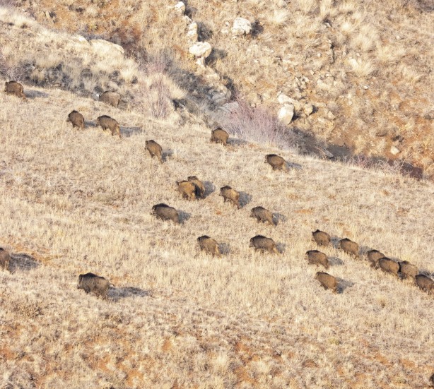 Foto - Bölge halkı dert yanıyordu! Erzincan'da görüntülendiler