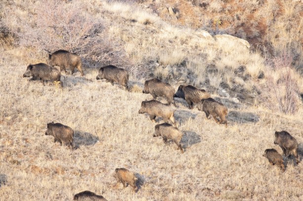Foto - Bölge halkı dert yanıyordu! Erzincan'da görüntülendiler