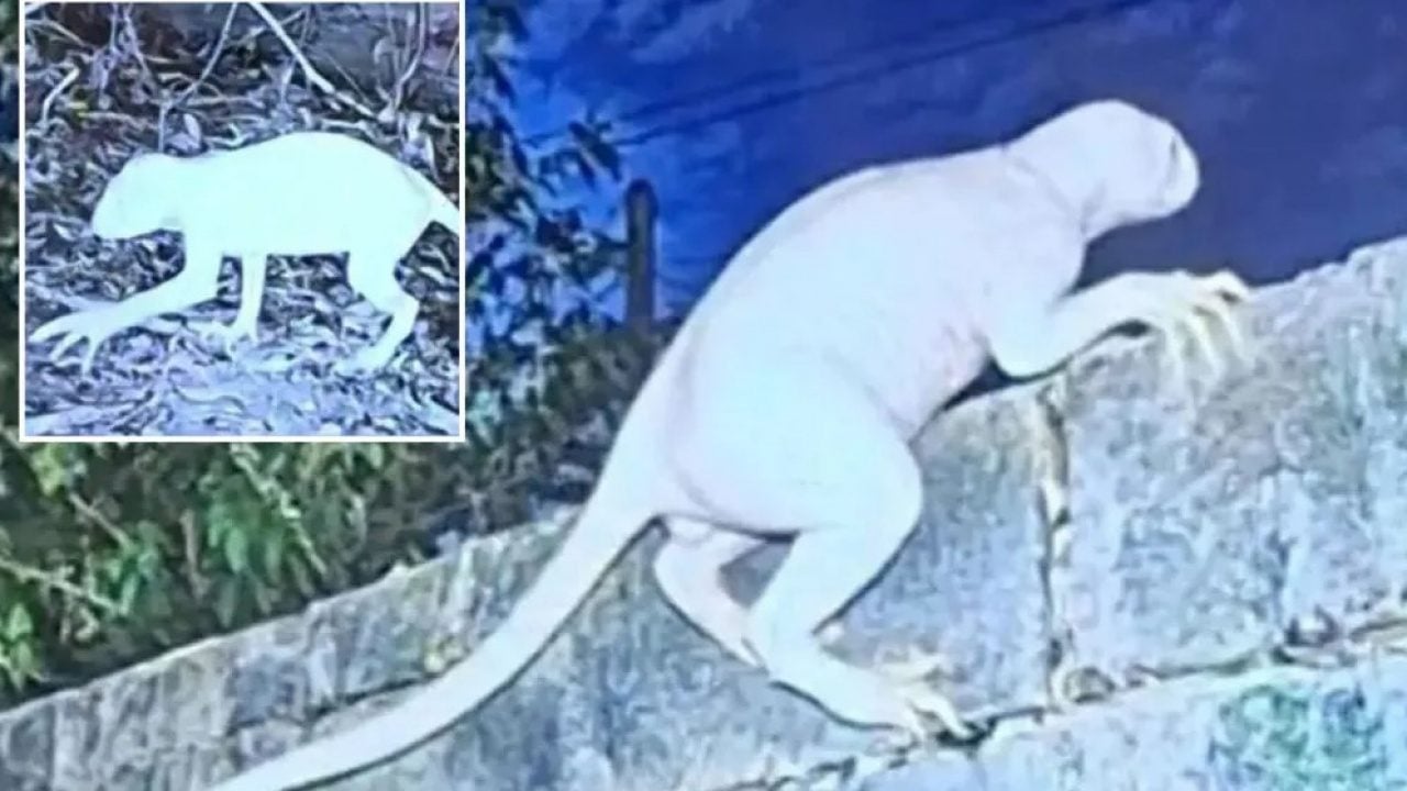 Foto - Bölge halkı tedirgin! Çiftliklerden hayvanları kaçıran esrarengiz varlık