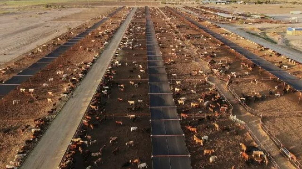 Foto - Bölge halkı tedirgin! Çiftliklerden hayvanları kaçıran esrarengiz varlık