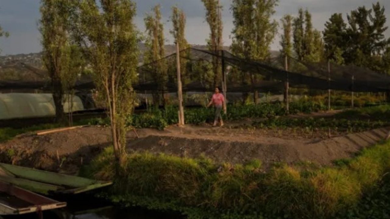 Bölge halkı tedirgin! Çiftliklerden hayvanları kaçıran esrarengiz varlık