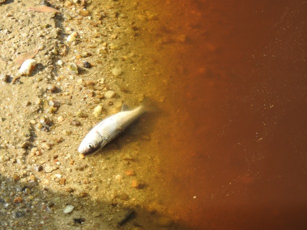 Foto - Bölge halkını isyan ettiren ihmal! Böyle olur CHP'li belediyenin denetlemesi