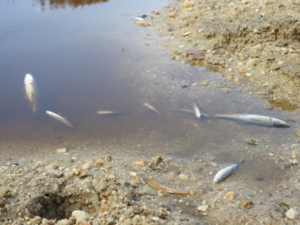 Foto - Bölge halkını isyan ettiren ihmal! Böyle olur CHP'li belediyenin denetlemesi