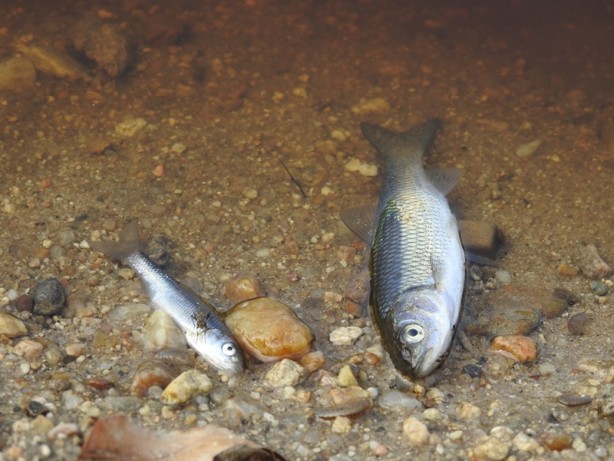 Foto - Bölge halkını isyan ettiren ihmal! Böyle olur CHP'li belediyenin denetlemesi