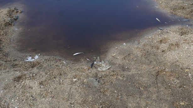 Foto - Bölge halkını isyan ettiren ihmal! Böyle olur CHP'li belediyenin denetlemesi