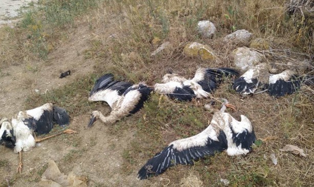 Foto - Bölgenin 20 yıllık misafirleriydi! Kahreden haber geldi