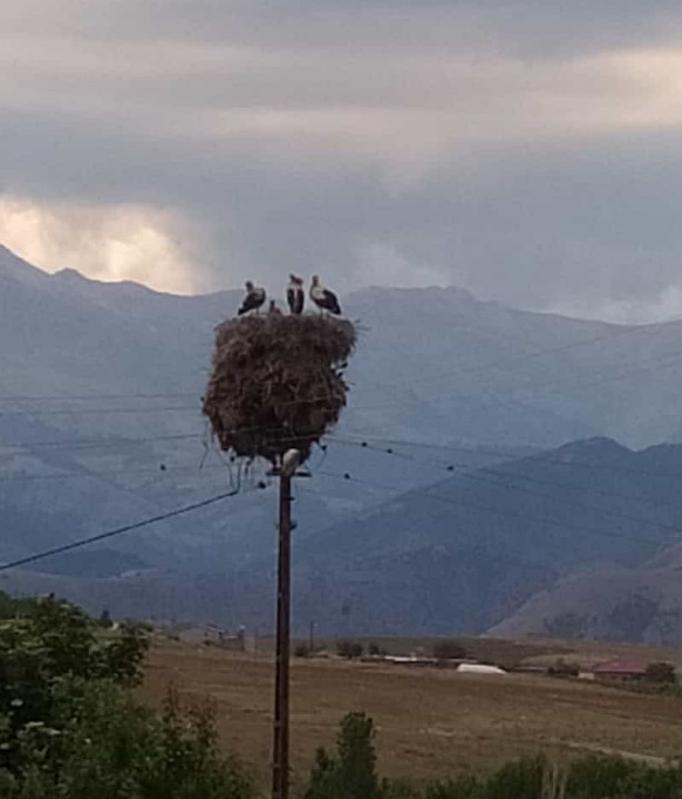 Foto - Bölgenin 20 yıllık misafirleriydi! Kahreden haber geldi