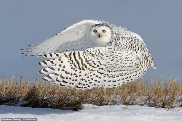 Foto - Bölgeye giden fotoğrafçı tedirgin eden anları paylaştı! Kamufle olmuşlar ve…