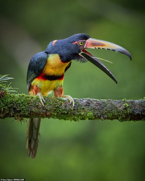 Foto - Bölgeye giden fotoğrafçı tedirgin eden anları paylaştı! Kamufle olmuşlar ve…