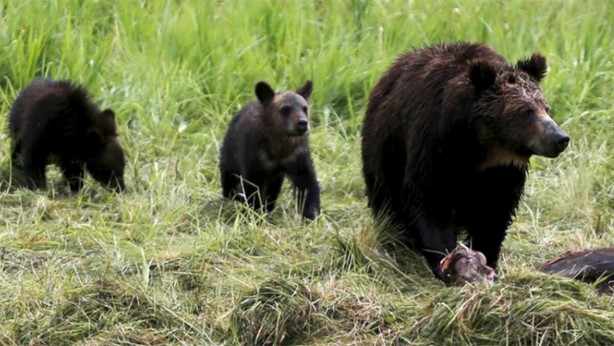 Foto - Bölgeye giden fotoğrafçı tedirgin eden anları paylaştı! Kamufle olmuşlar ve…