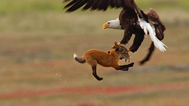 Foto - Bölgeye giden fotoğrafçı tedirgin eden anları paylaştı! Kamufle olmuşlar ve…