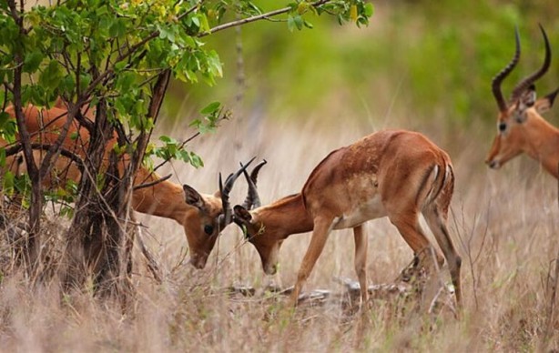 Foto - Bölgeye giden fotoğrafçı tedirgin eden anları paylaştı! Kamufle olmuşlar ve…