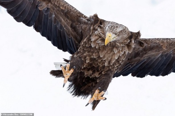 Foto - Bölgeye giden fotoğrafçı tedirgin eden anları paylaştı! Kamufle olmuşlar ve…