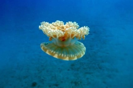 Foto - Bölgeyi istila ettiler! Dokunan hastanelik oluyor