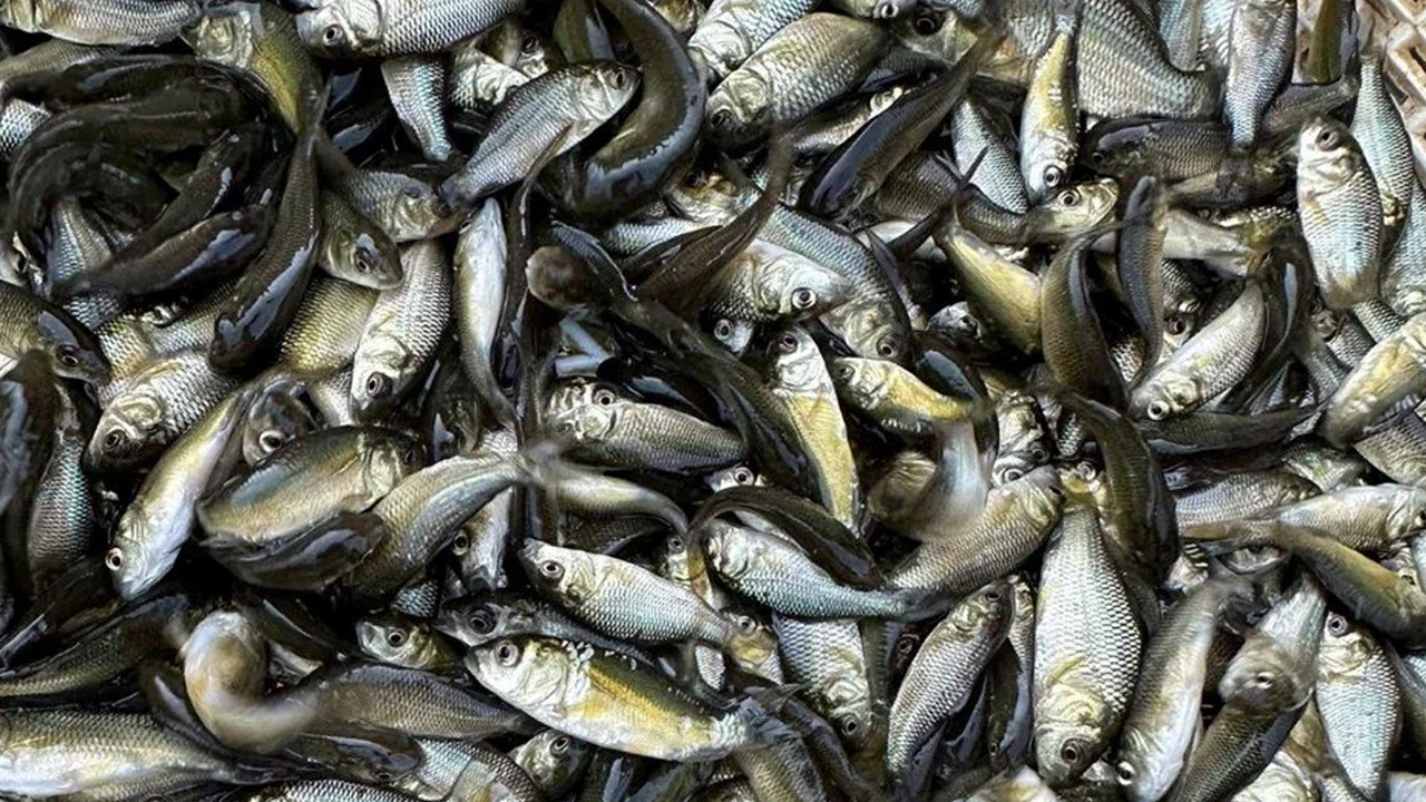 Foto - Bolu ilinden Türkiye'nin dört bir yanına gönderiliyor: Yavru sazanlar doğaya bırakıldı!