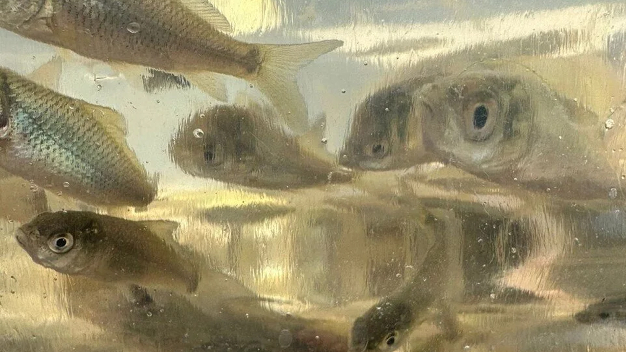 Foto - Bolu ilinden Türkiye'nin dört bir yanına gönderiliyor: Yavru sazanlar doğaya bırakıldı!