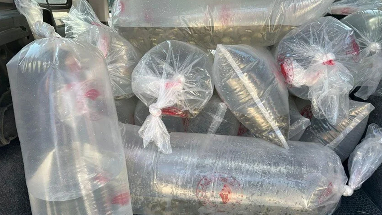 Bolu ilinden Türkiye'nin dört bir yanına gönderiliyor: Yavru sazanlar doğaya bırakıldı!