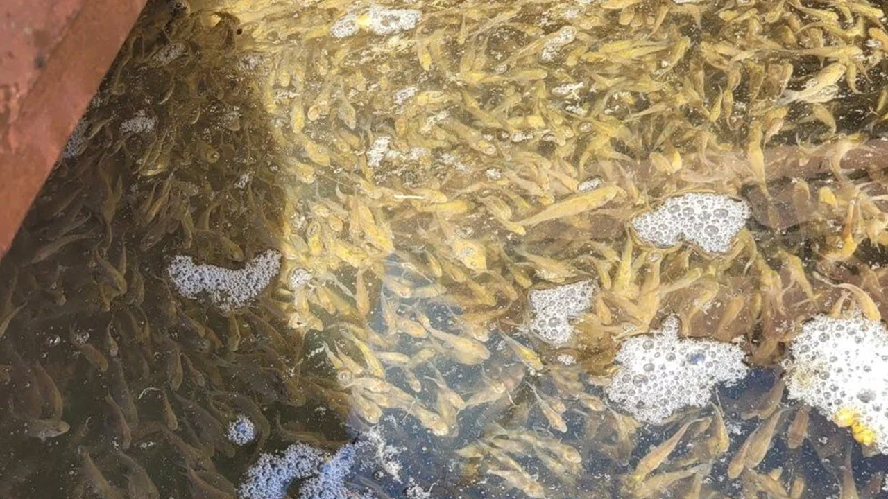 Foto - Bolu ilinden Türkiye'nin dört bir yanına gönderiliyor: Yavru sazanlar doğaya bırakıldı!