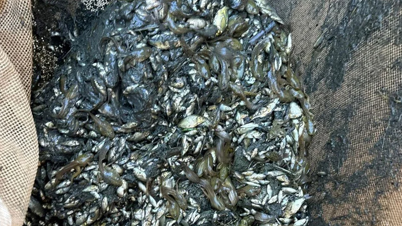 Foto - Bolu ilinden Türkiye'nin dört bir yanına gönderiliyor: Yavru sazanlar doğaya bırakıldı!