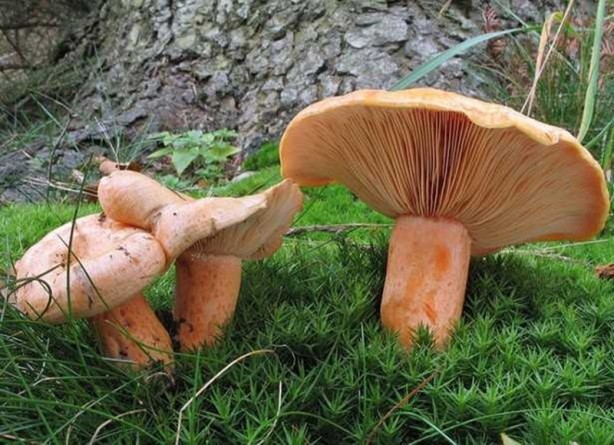 Foto - Bolu TSO Başkanı duyurdu! Coğrafi işaret aldı