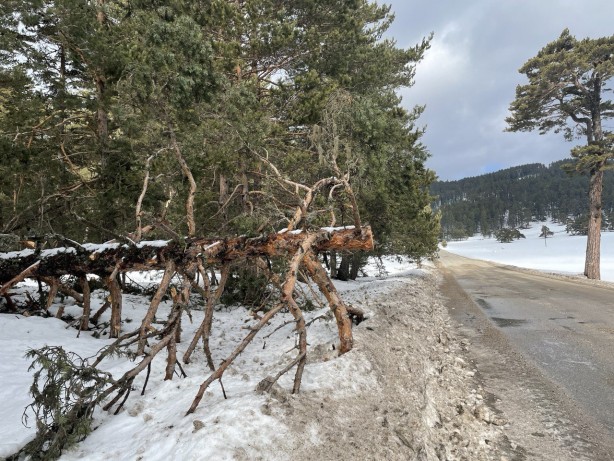 Foto - Bolu'da ağaçlar devrildi