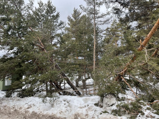 Foto - Bolu'da ağaçlar devrildi