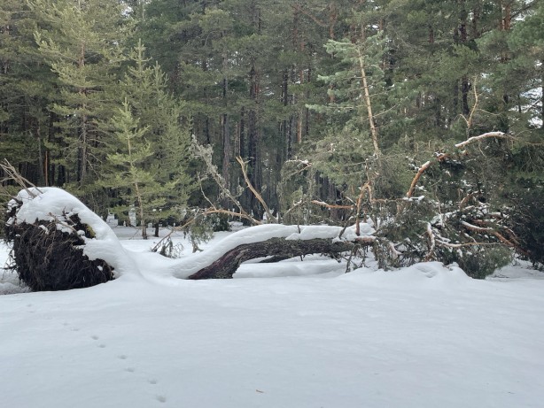 Foto - Bolu'da ağaçlar devrildi