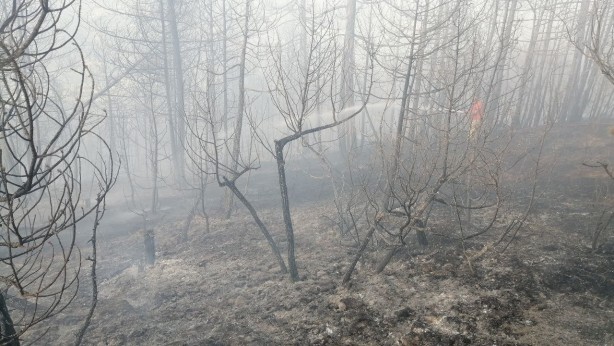 Foto - Bolu'da korkutan yangın kontrol altına alındı!