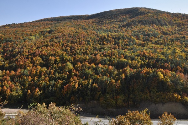 Foto - Bolu’da sonbahar renkleri