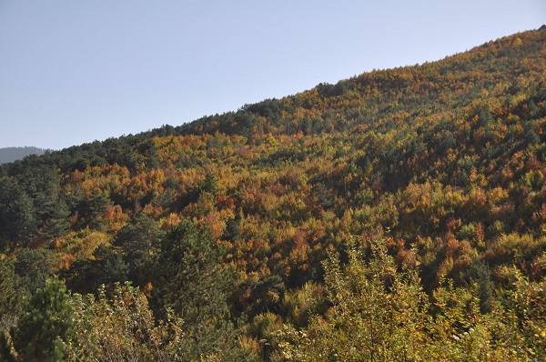 Foto - Bolu’da sonbahar renkleri