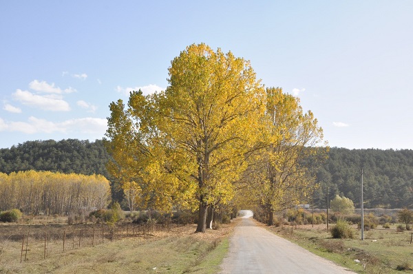 Foto - Bolu’da sonbahar renkleri