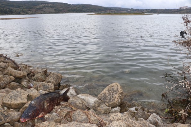 Bolu'dan tedirgin eden haber! Numuneler alındı